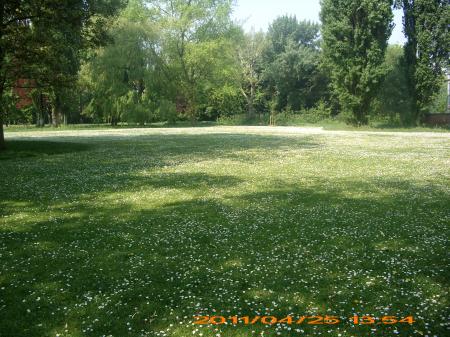 pelouse en fleur