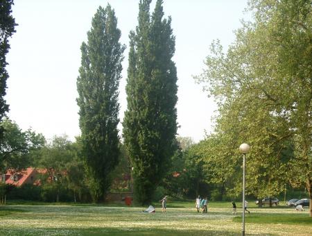 les arbres 3